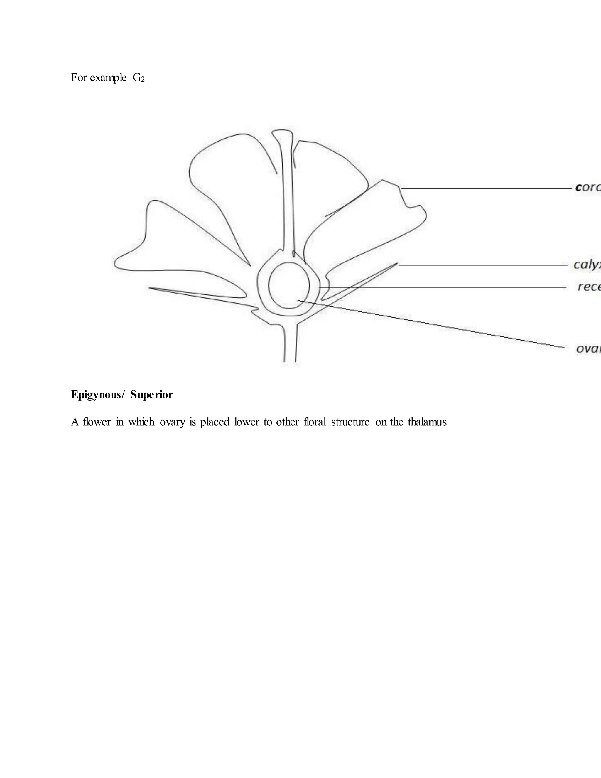 For example G2
Epigynous/ Superior
A flower in which ovary is placed lower to other floral structure on the thalamus
 