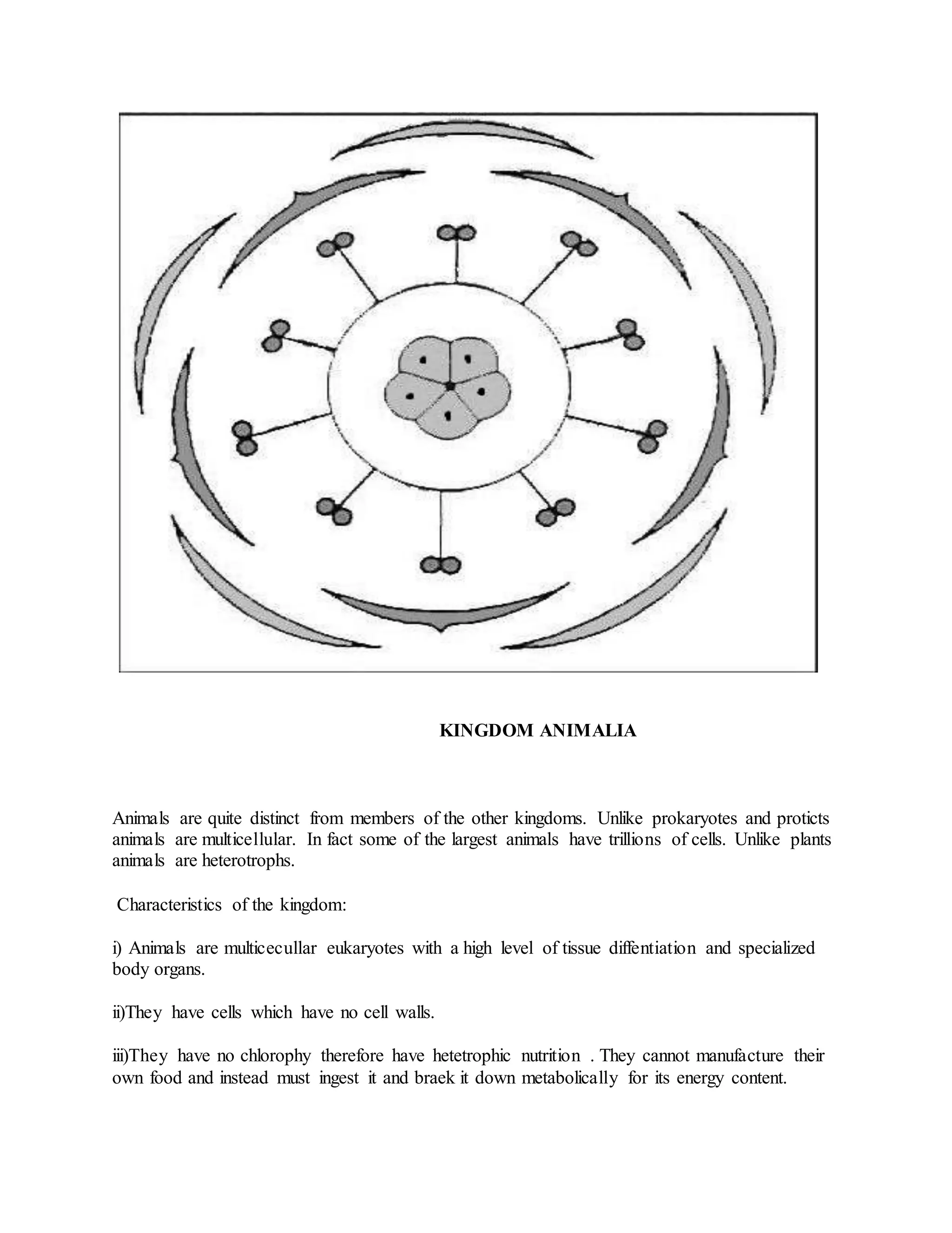 KINGDOM ANIMALIA
Animals are quite distinct from members of the other kingdoms. Unlike prokaryotes and proticts
animals are multicellular. In fact some of the largest animals have trillions of cells. Unlike plants
animals are heterotrophs.
Characteristics of the kingdom:
i) Animals are multicecullar eukaryotes with a high level of tissue diffentiation and specialized
body organs.
ii)They have cells which have no cell walls.
iii)They have no chlorophy therefore have hetetrophic nutrition . They cannot manufacture their
own food and instead must ingest it and braek it down metabolically for its energy content.
 