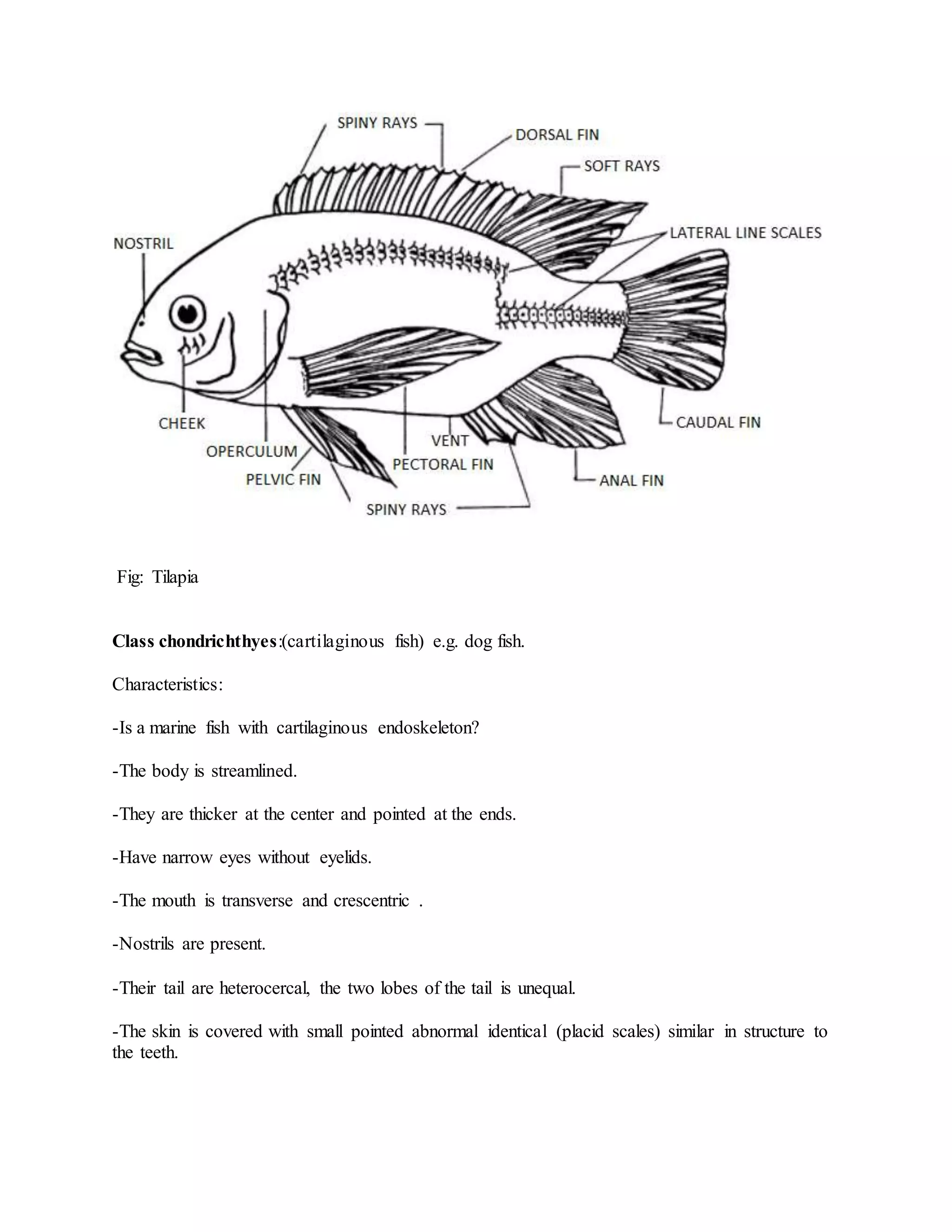 Fig: Tilapia
Class chondrichthyes:(cartilaginous fish) e.g. dog fish.
Characteristics:
-Is a marine fish with cartilaginous endoskeleton?
-The body is streamlined.
-They are thicker at the center and pointed at the ends.
-Have narrow eyes without eyelids.
-The mouth is transverse and crescentric .
-Nostrils are present.
-Their tail are heterocercal, the two lobes of the tail is unequal.
-The skin is covered with small pointed abnormal identical (placid scales) similar in structure to
the teeth.
 