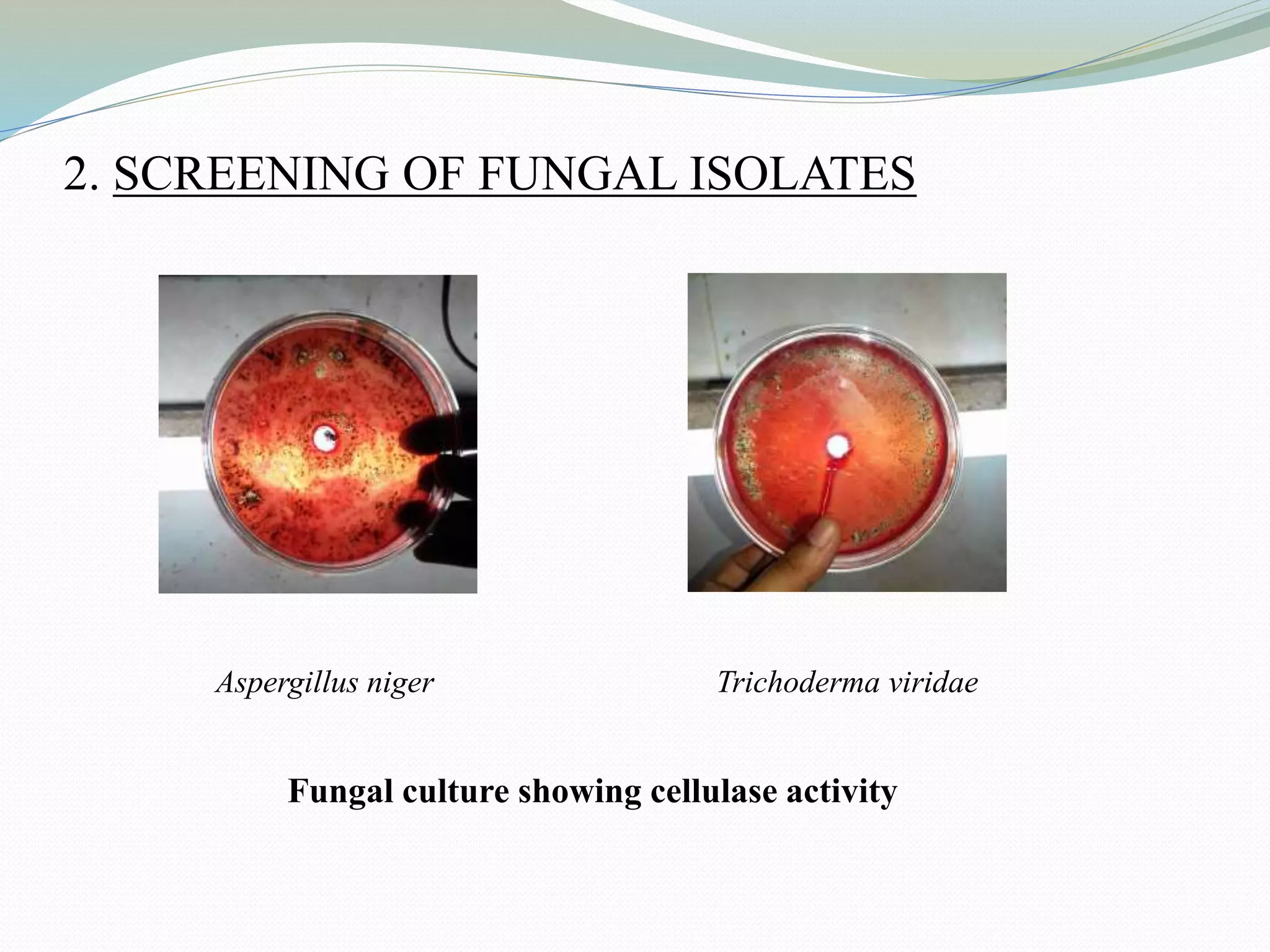 2. SCREENING OF FUNGAL ISOLATES
Aspergillus niger Trichoderma viridae
Fungal culture showing cellulase activity
 