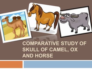 COMPARATIVE STUDY OF
SKULL OF CAMEL, OX
AND HORSE
 