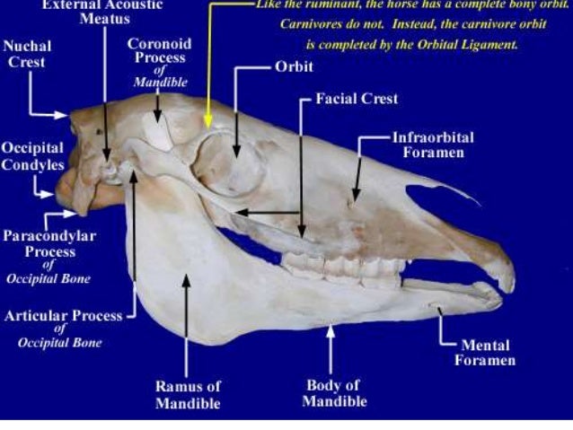 Comparative study of skull of camel, ox