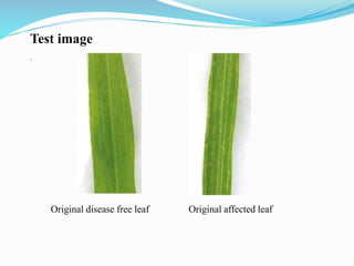 Test image
.
Original disease free leaf Original affected leaf
 