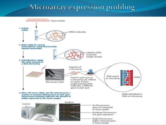 Comparative transcriptomics