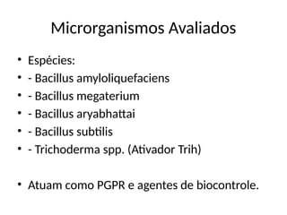 Microrganismos Avaliados
• Espécies:
• - Bacillus amyloliquefaciens
• - Bacillus megaterium
• - Bacillus aryabhattai
• - Bacillus subtilis
• - Trichoderma spp. (Ativador Trih)
• Atuam como PGPR e agentes de biocontrole.
 