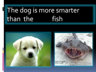 The dog is more smarter
than the fish
 