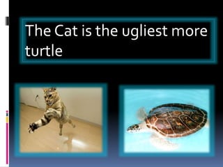 The Cat is the ugliest more
turtle
 