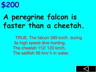 A peregrine falcon is
faster than a cheetah.
$200
TRUE. The falcon 389 km/h during
its high speed dive hunting.
The cheetah 112/ 120 km/h,
The sailfish 96 km/ h in water.
 