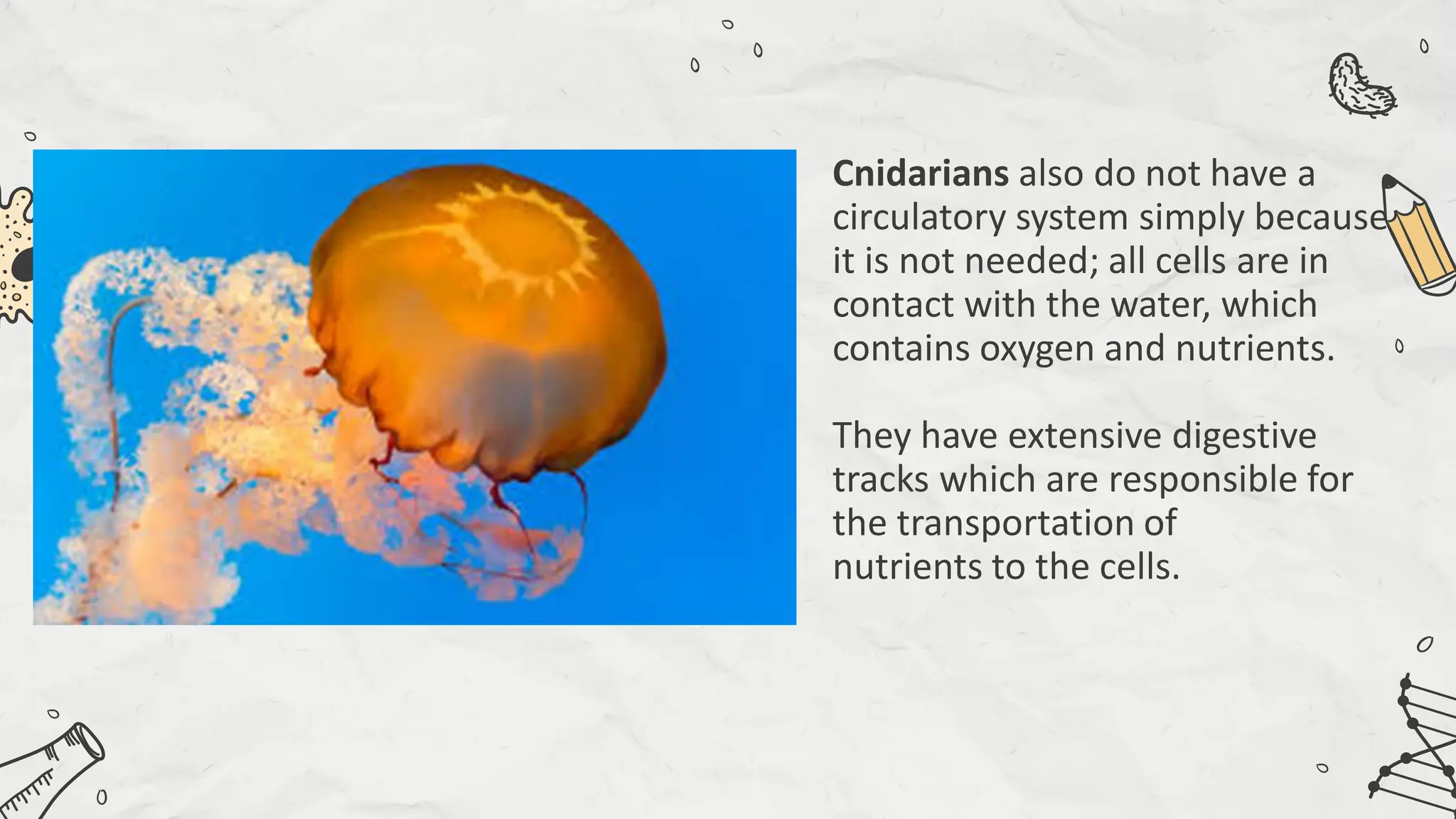 Compare and Contrast Processes in Plants and Animals - Transport and ...