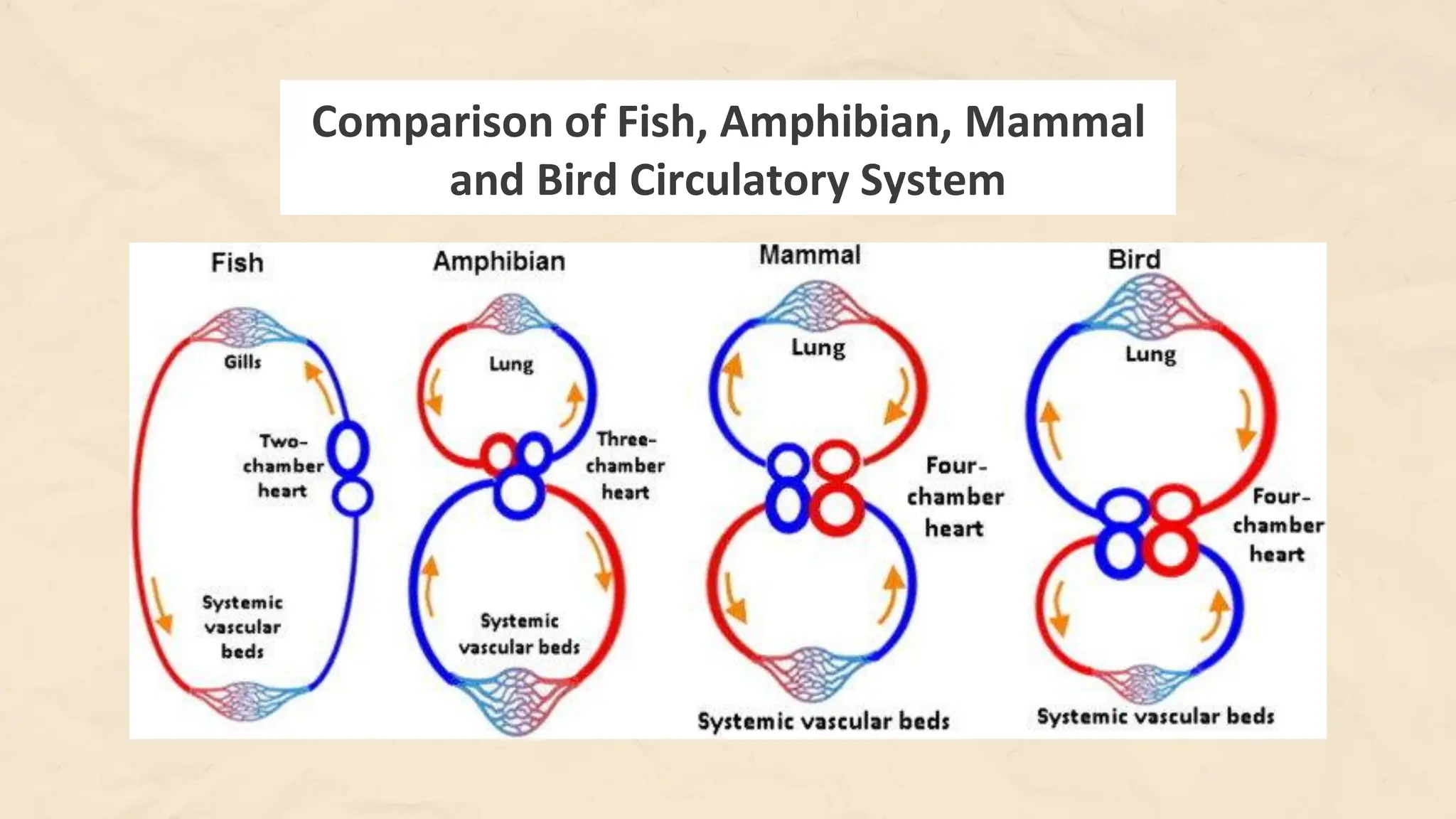 Compare and Contrast Processes in Plants and Animals - Transport and ...