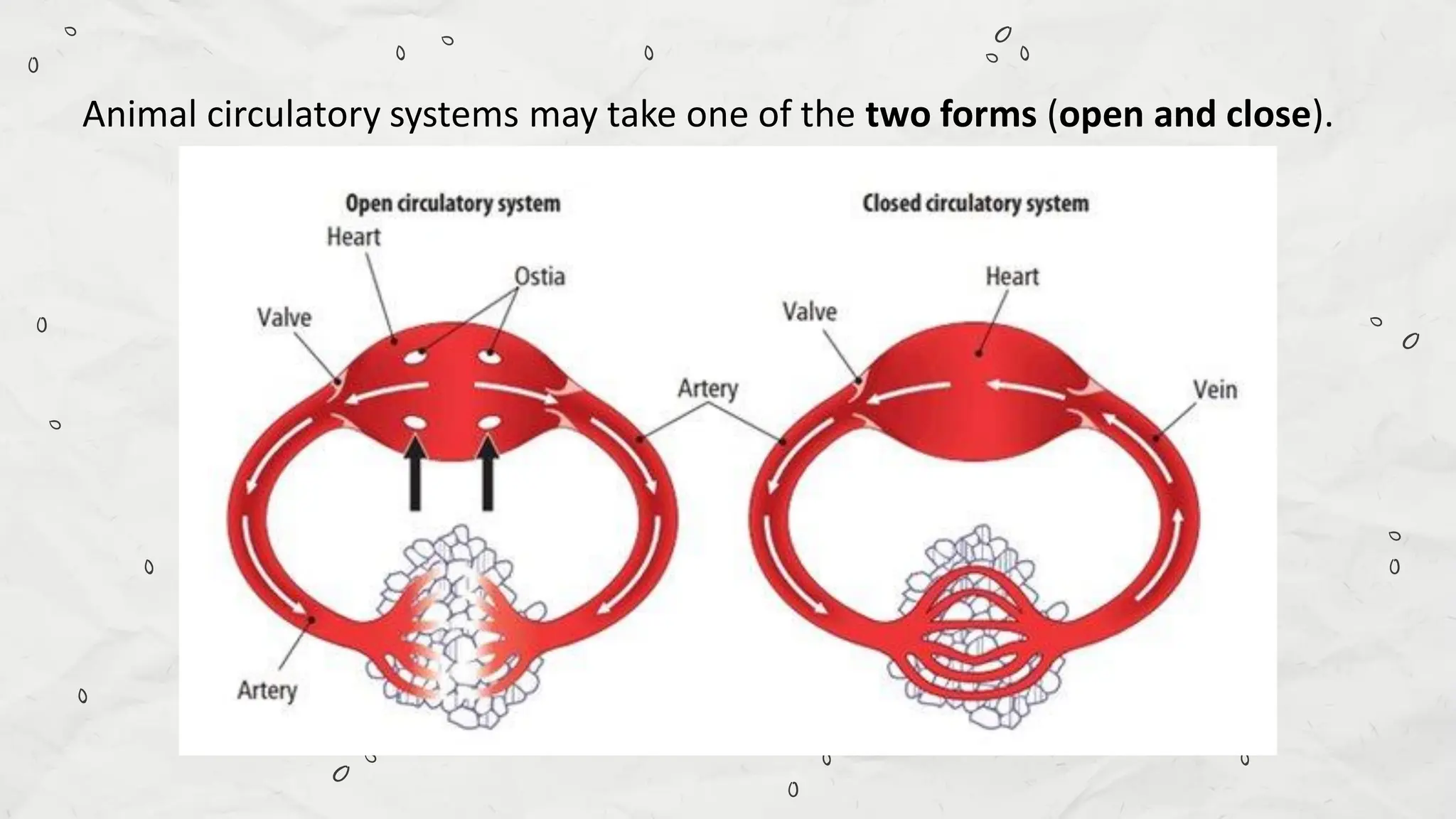 Compare and Contrast Processes in Plants and Animals - Transport and ...