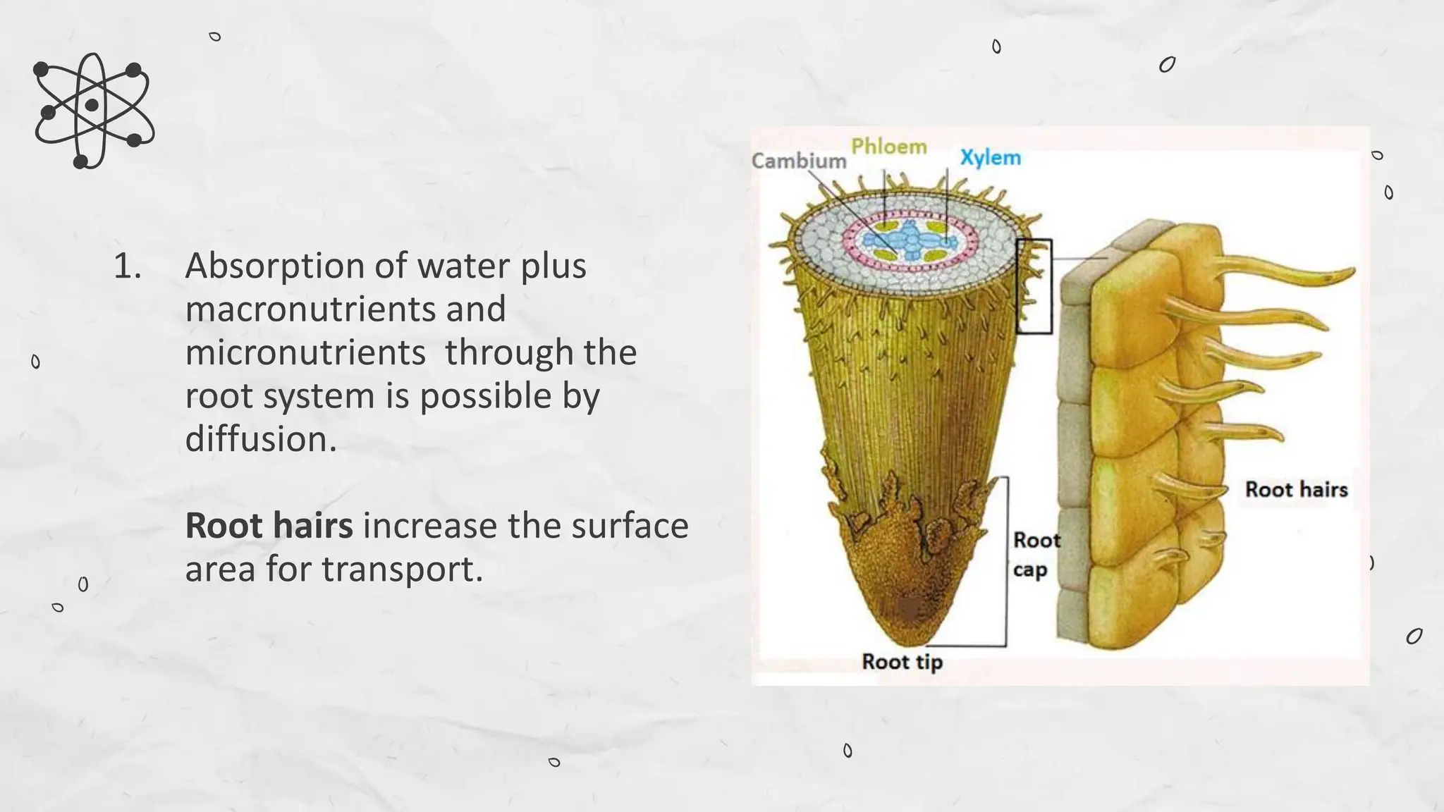 Compare and Contrast Processes in Plants and Animals - Transport and ...