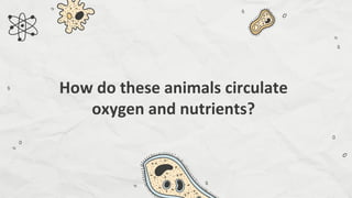 Compare and Contrast Processes in Plants and Animals - Transport and ...