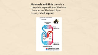 Compare and Contrast Processes in Plants and Animals - Transport and ...