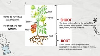 Compare and Contrast Processes in Plants and Animals - Transport and ...