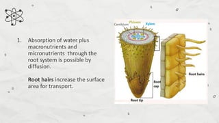 Cat Root Absorbtion Compare and Contrast Processes in Plants and Animals - Transport and ...