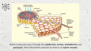 Compare and Contrast Processes in Plants and Animals - Transport and ...