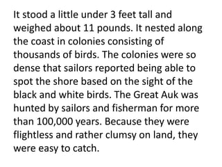 It stood a little under 3 feet tall and
weighed about 11 pounds. It nested along
the coast in colonies consisting of
thousands of birds. The colonies were so
dense that sailors reported being able to
spot the shore based on the sight of the
black and white birds. The Great Auk was
hunted by sailors and fisherman for more
than 100,000 years. Because they were
flightless and rather clumsy on land, they
were easy to catch.
 