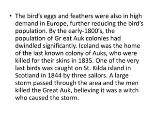 • The bird’s eggs and feathers were also in high
demand in Europe, further reducing the bird’s
population. By the early-1800’s, the
population of Gr eat Auk colonies had
dwindled significantly. Iceland was the home
of the last known colony of Auks, who were
killed for their skins in 1835. One of the very
last birds was caught on St. Kilda island in
Scotland in 1844 by three sailors. A large
storm passed through the area and the men
killed the Great Auk, believing it was a witch
who caused the storm.
 