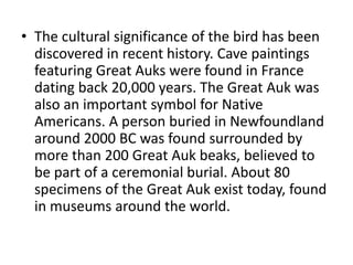 • The cultural significance of the bird has been
discovered in recent history. Cave paintings
featuring Great Auks were found in France
dating back 20,000 years. The Great Auk was
also an important symbol for Native
Americans. A person buried in Newfoundland
around 2000 BC was found surrounded by
more than 200 Great Auk beaks, believed to
be part of a ceremonial burial. About 80
specimens of the Great Auk exist today, found
in museums around the world.
 