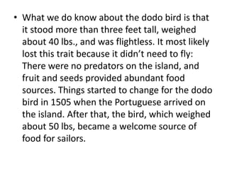 • What we do know about the dodo bird is that
it stood more than three feet tall, weighed
about 40 lbs., and was flightless. It most likely
lost this trait because it didn’t need to fly:
There were no predators on the island, and
fruit and seeds provided abundant food
sources. Things started to change for the dodo
bird in 1505 when the Portuguese arrived on
the island. After that, the bird, which weighed
about 50 lbs, became a welcome source of
food for sailors.
 