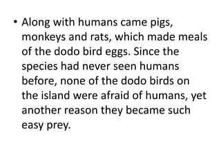 • Along with humans came pigs,
monkeys and rats, which made meals
of the dodo bird eggs. Since the
species had never seen humans
before, none of the dodo birds on
the island were afraid of humans, yet
another reason they became such
easy prey.
 