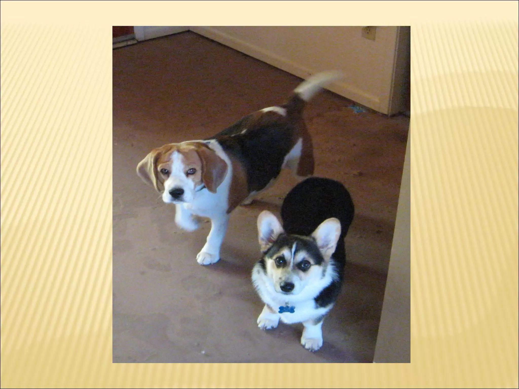 Compare Contrast Powerpoint