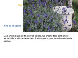 Chá de alfazemaMais um chá que ajuda a aliviar cólicas. De propriedade calmante e bactericida, a alfazema também é muito usada para amenizar dores de cabeça.  
