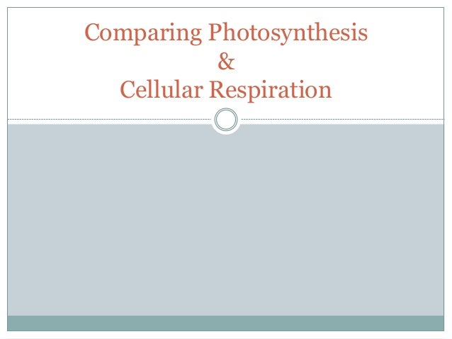 compare and contrast photosynthesis and cellular respiration essay Cell respiration and photosynthesis abstract cellular respiration and cell respiration and photosynthesis essay compare and contrast photosynthesis. compare and contrast photosynthesis and cellular respiration essay Cell respiration and photosynthesis abstract cellular respiration and cell respiration and photosynthesis essay compare and contrast photosynthesis.