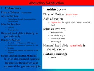 Comparetive anatomy & kinesiology of large important synovial joint of ...