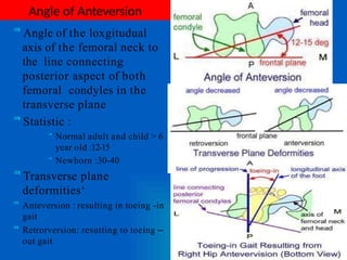 Comparetive anatomy & kinesiology of large important synovial joint of ...