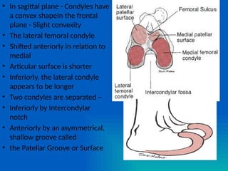 Comparetive anatomy & kinesiology of large important synovial joint of ...