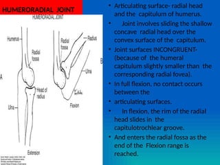Comparetive anatomy & kinesiology of large important synovial joint of ...