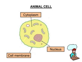 ANIMAL CELL Cytoplasm Nucleus Cell membrane 