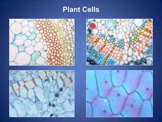 Comparing plant and animal cells