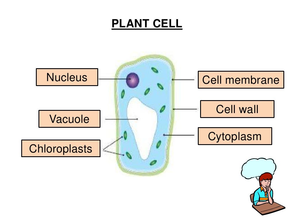 Comparing plant and animal cells