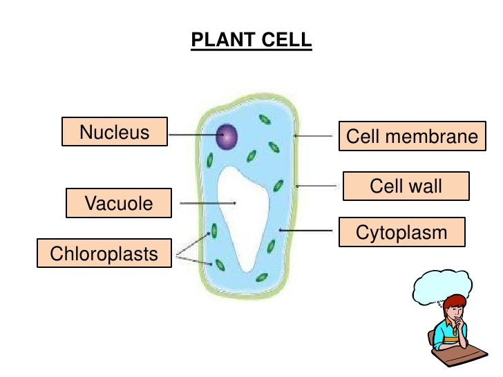 Comparing Plant And Animal Cells