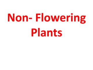 Non- Flowering
Plants
 