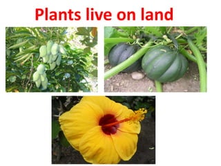 Plants live on land
 