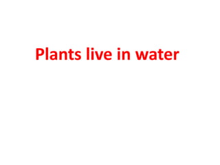 Plants live in water
 