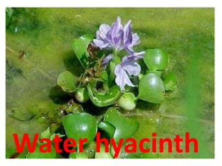 Water hyacinth
 