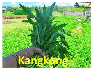 Kangkong
 