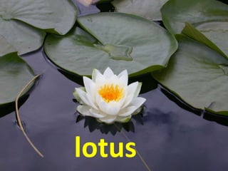 lotus
 