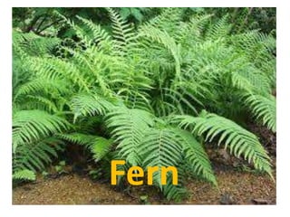 Fern
 