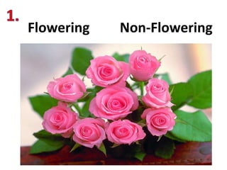 Flowering Non-Flowering
 
