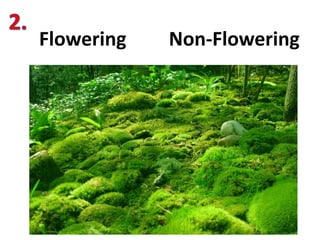 Flowering Non-Flowering
 