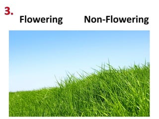 Flowering Non-Flowering
 