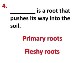 ________ is a root that
pushes its way into the
soil.
 