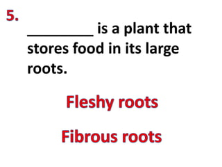 ________ is a plant that
stores food in its large
roots.
 