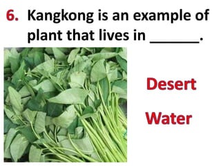 Kangkong is an example of
plant that lives in ______.
 